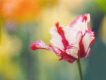 Tulip, Tulipa.