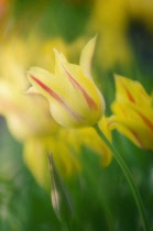 Tulip, Tulipa.