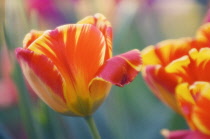 Tulip, Tulipa.