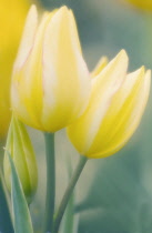 Tulip, Tulipa.