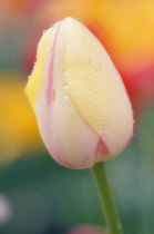 Tulip, Tulipa.