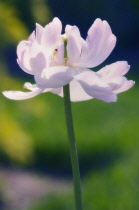 Tulip, Tulipa.