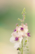 Verbascum, Mullein, Verbascum blattaria.