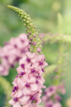 Verbascum, Mullein, Verbascum 'Summer Sorbet'.