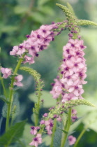 Verbascum, Mullein, Verbascum 'Summer Sorbet'.