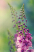 Verbascum, Mullein, Verbascum 'Summer Sorbet'.