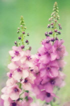 Verbascum, Mullein, Verbascum 'Summer Sorbet'.