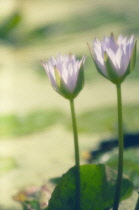 Waterlily, Nymphaea.