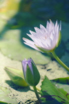 Waterlily, Nymphaea.