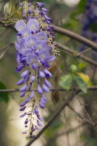 Wisteria, Wisteria sinensis.