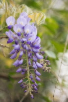 Wisteria, Wisteria sinensis.