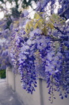 Wisteria, Wisteria sinensis.