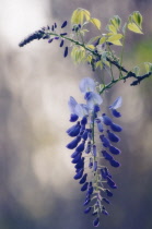 Wisteria, Wisteria sinensis.