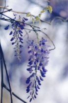 Wisteria, Wisteria sinensis.