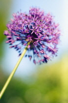 Allium, Allium rosenbachianum.