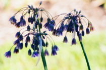 Nectaroscordum, Nectaroscordum siculum bulgaricum.