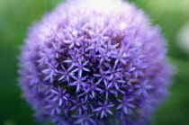 Allium, Allium rosenbachianum.