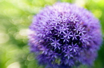 Allium, Allium rosenbachianum.