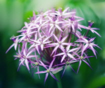 Allium, Allium cristophii.