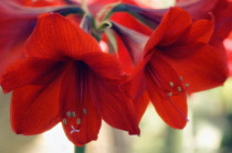 Amaryllis, Hippeastrum.