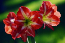 Amaryllis, Hippeastrum.