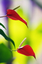 Painter's palette, Anthurium andraeanum.