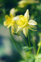 Aquilegia, Columbine, Aquilegia formosa.