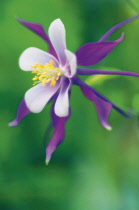 Aquilegia, Columbine, Aquilegia formosa.