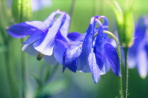 Aquilegia, Columbine, Aquilegia formosa.