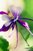 Aquilegia, Columbine, Aquilegia formosa.