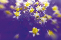 Aquilegia, Columbine, Aquilegia formosa.