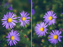 Aster, Aster novi-belgii.