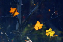 Maple, Red maple, Acer rubrum.