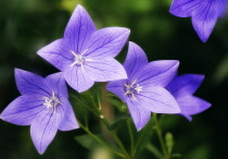 Balloon flower, Platycodon grandiflorus.