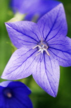 Balloon flower, Platycodon grandiflorus.