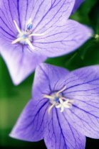 Balloon flower, Platycodon grandiflorus.