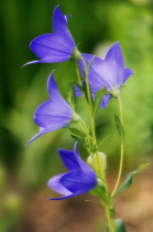 Balloon flower, Platycodon grandiflorus.