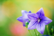 Balloon flower, Platycodon grandiflorus.