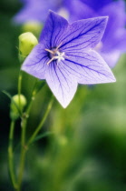 Balloon flower, Platycodon grandiflorus.