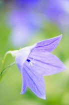 Balloon flower, Platycodon grandiflorus.