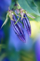 Campanula, Bellflower, Campanula rapunculoides.