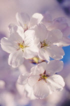 Cherry, Prunus serrulata.