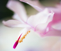 Christmas Cactus, Schlumbergera bridgessii.