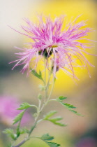 Chrysanthemum.