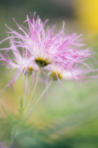 Chrysanthemum.