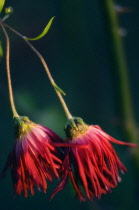 Chrysanthemum.