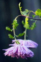 Chrysanthemum.