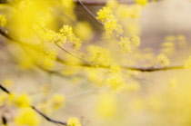 Corneliancherrydogwood, Cornus mas.