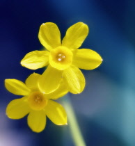 Daffodil, Narcissus.
