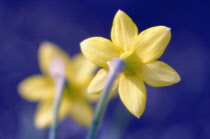 Daffodil, Narcissus.